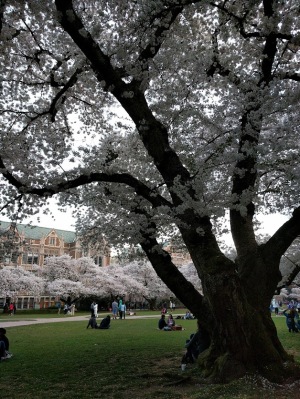 Cherry Blossoms1